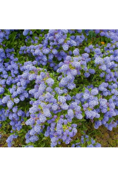 Яскраві квіти цеанотуса Blue Mound